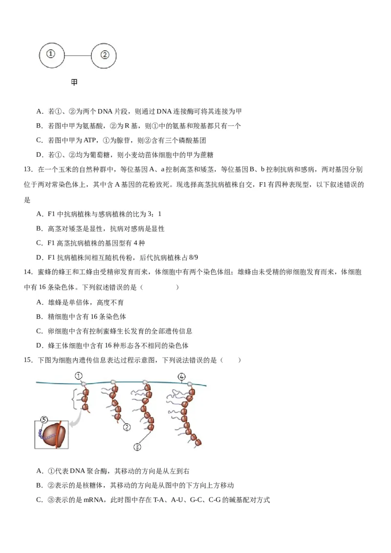 专题二遗传与进化（选择题特训）-2024高考二轮复习专题训练（全国可用）（解析版）_2024年新高考资料_2.2024二轮复习_2024年高考生物二轮复习专题训练（全国通用）