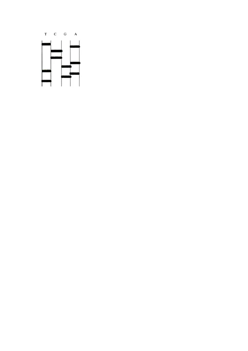 专题18DNA分子的结构、复制及基因的本质（精练）（原卷版）_2024年新高考资料_1.2024一轮复习_备战2024年高考生物一轮复习串讲精练（新高考专用）