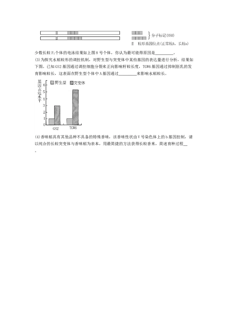 专题20基因突变和基因重组（精练）（原卷版）_2024年新高考资料_1.2024一轮复习_备战2024年高考生物一轮复习串讲精练（新高考专用）