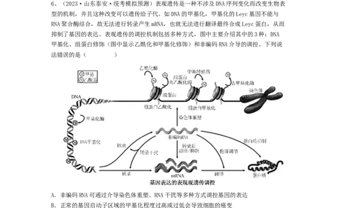 专题20基因突变和基因重组（精练）（原卷版）_2024年新高考资料_1.2024一轮复习_备战2024年高考生物一轮复习串讲精练（新高考专用）