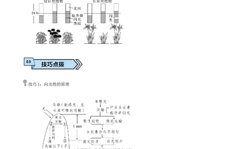 专题06植物生命活动的调节（解析版）_2024年新高考资料_3.2024专项复习_2024年高考生物热点&middot;重点&middot;难点专练（上海专用）