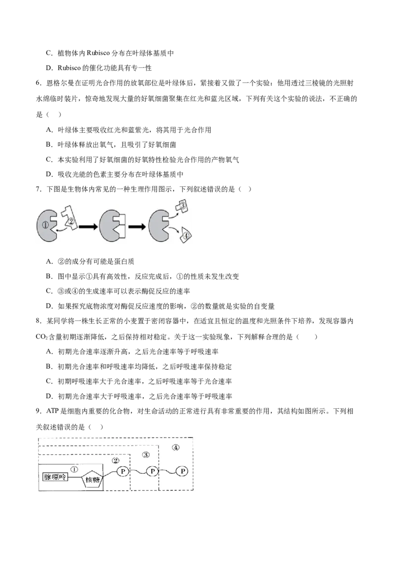 专题二细胞的能量供应和利用（测试）（原卷版）_2024年新高考资料_2.2024二轮复习_2024年高考生物二轮复习讲练测（新教材新高考）