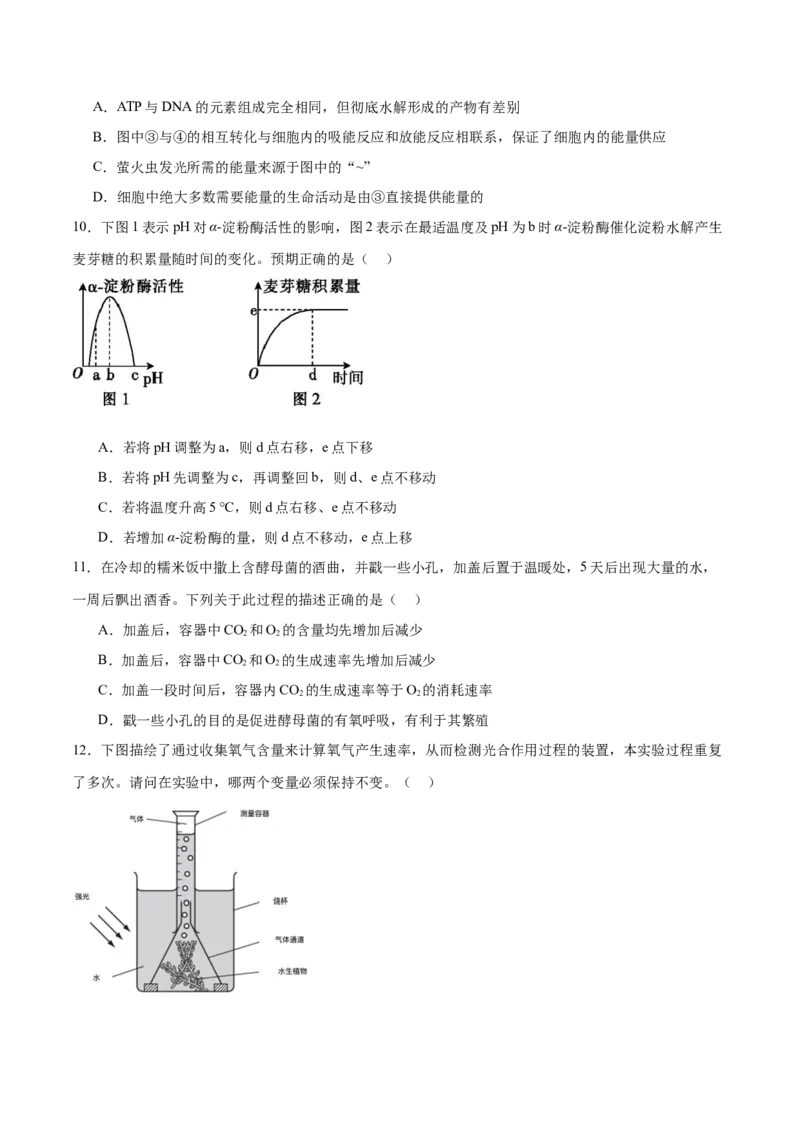 专题二细胞的能量供应和利用（测试）（原卷版）_2024年新高考资料_2.2024二轮复习_2024年高考生物二轮复习讲练测（新教材新高考）