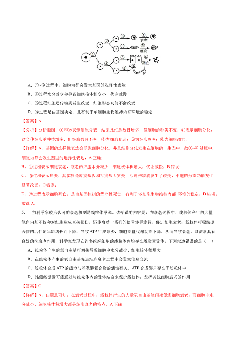 专题三细胞的生命历程（测试）（解析版）_2024年新高考资料_2.2024二轮复习_2024年高考生物二轮复习讲练测（新教材新高考）