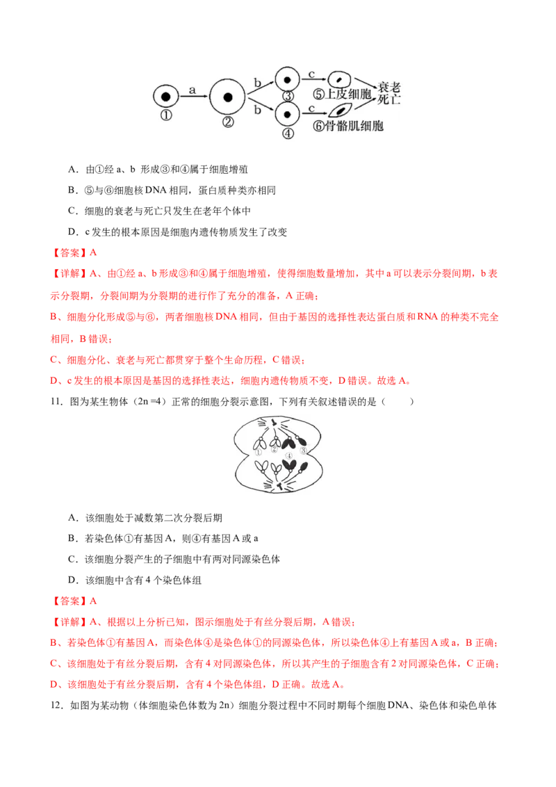 专题三细胞的生命历程（测试）（解析版）_2024年新高考资料_2.2024二轮复习_2024年高考生物二轮复习讲练测（新教材新高考）