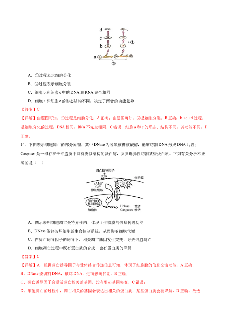 专题三细胞的生命历程（测试）（解析版）_2024年新高考资料_2.2024二轮复习_2024年高考生物二轮复习讲练测（新教材新高考）