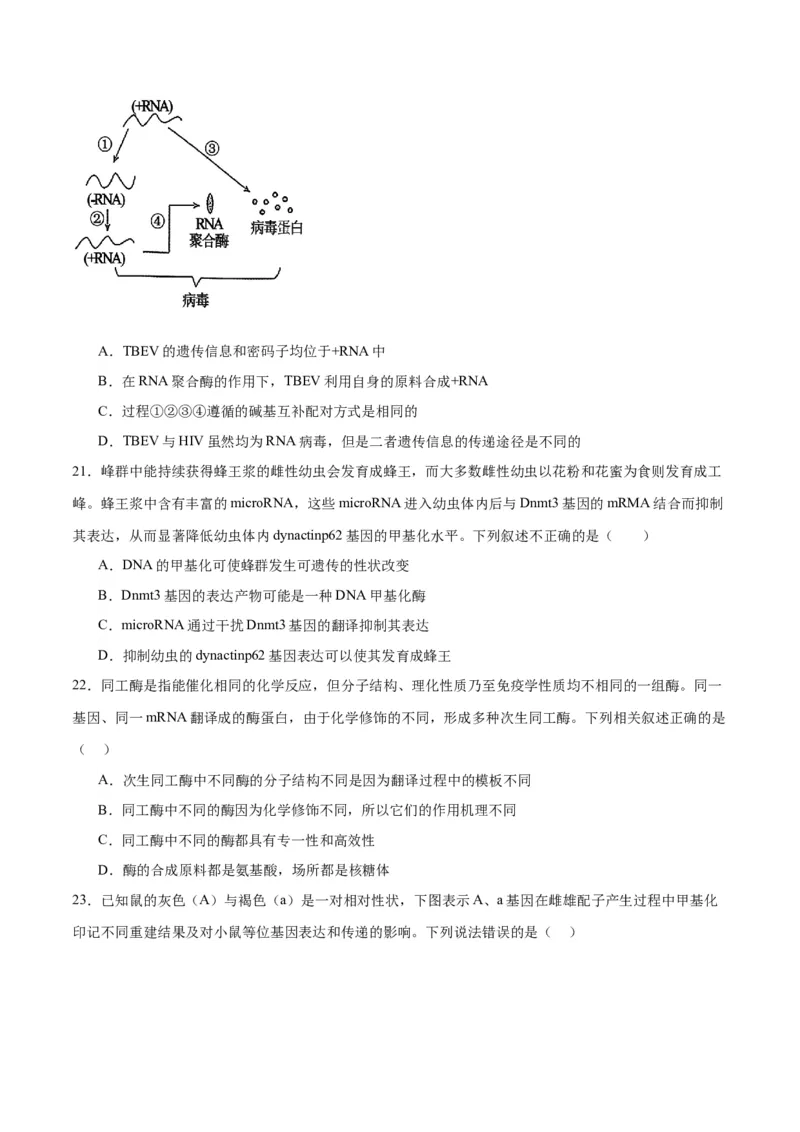 专题22基因的表达、基因与性状的关系（原卷版)_2024年新高考资料_3.2024专项复习_备战2024年高考生物一轮复习重难点专项突破