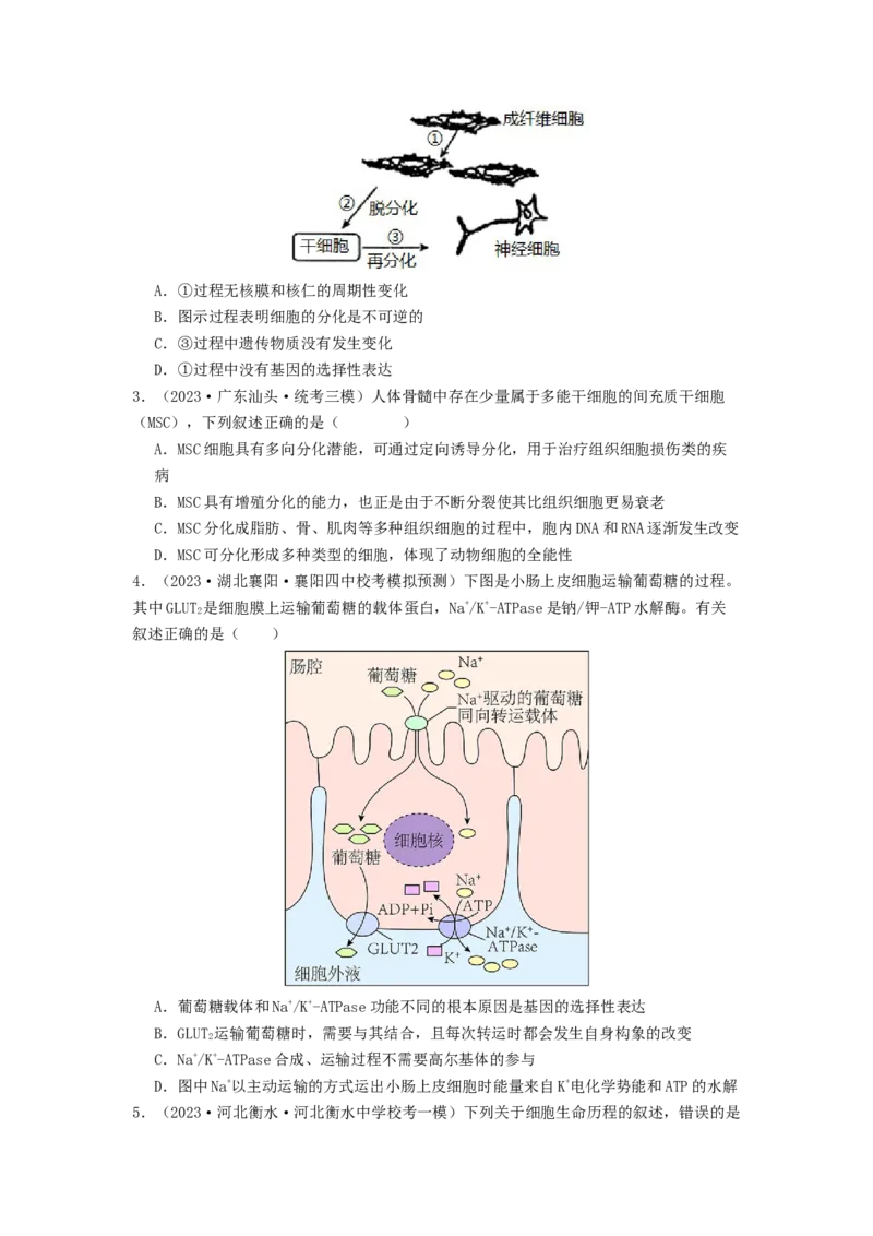 专题11细胞的分化、衰老与死亡（原卷版）_2024年新高考资料_1.2024一轮复习_备战2024年高考生物一轮复习抢分特训（全国通用）