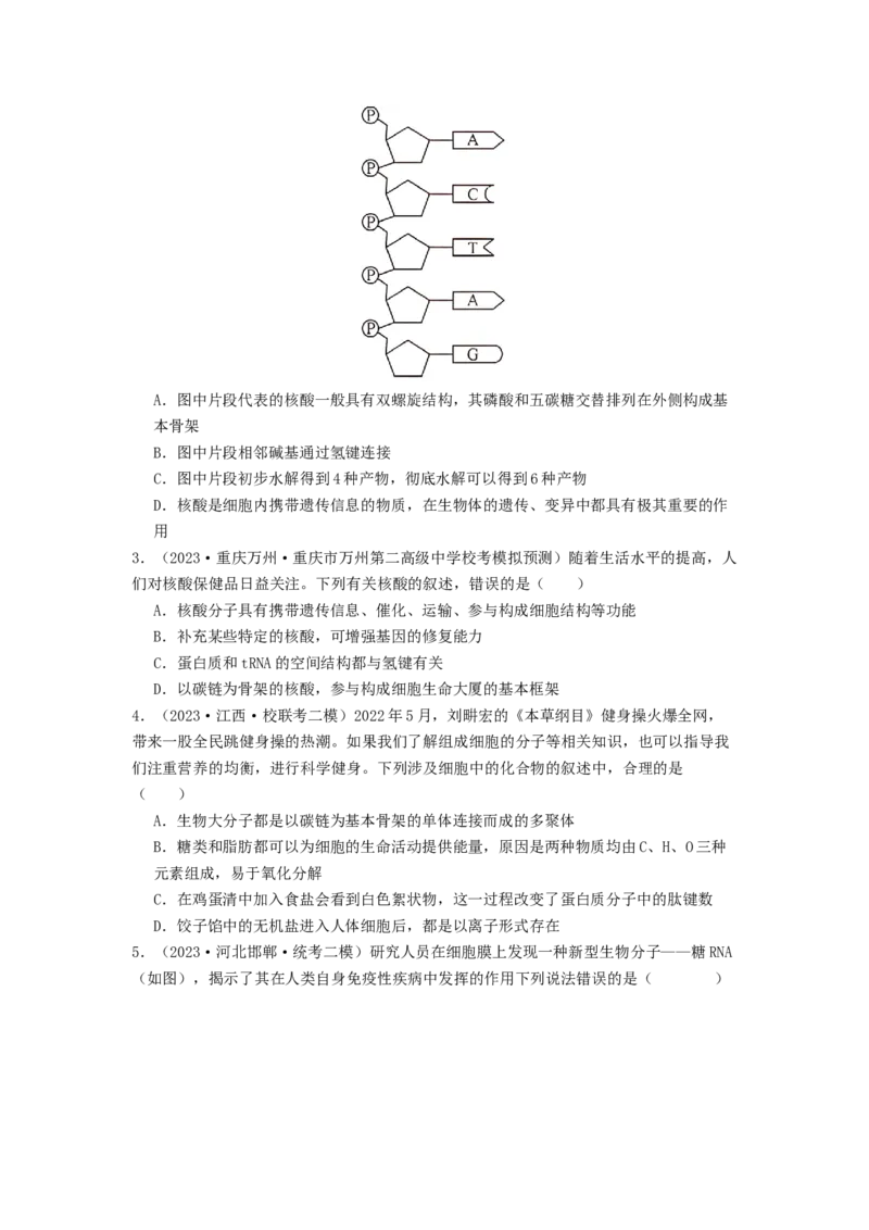 专题04核酸（原卷版）_2024年新高考资料_1.2024一轮复习_备战2024年高考生物一轮复习抢分特训（全国通用）_专题04核酸-备战2024年高考生物一轮复习抢分特训（全国通用）