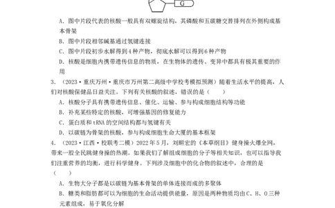 专题04核酸（原卷版）_2024年新高考资料_1.2024一轮复习_备战2024年高考生物一轮复习抢分特训（全国通用）_专题04核酸-备战2024年高考生物一轮复习抢分特训（全国通用）
