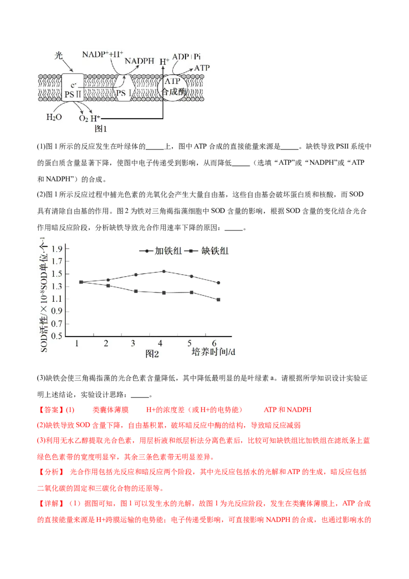 押广东卷第17题光合作用的应用（解析版）_2024年新高考资料_5.2024三轮冲刺_备战2024年高考生物临考题号押题（广东专用）323137816
