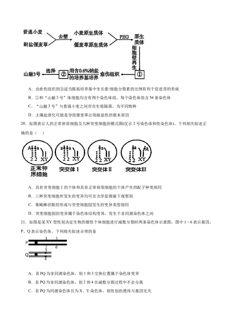 专题23生物的变异（原卷版)_2024年新高考资料_3.2024专项复习_备战2024年高考生物一轮复习重难点专项突破_专题23生物的变异-备战2024年高考生物一轮复习重难点专项突破