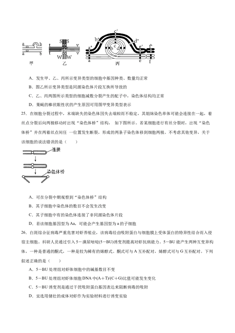 专题23生物的变异（原卷版)_2024年新高考资料_3.2024专项复习_备战2024年高考生物一轮复习重难点专项突破_专题23生物的变异-备战2024年高考生物一轮复习重难点专项突破