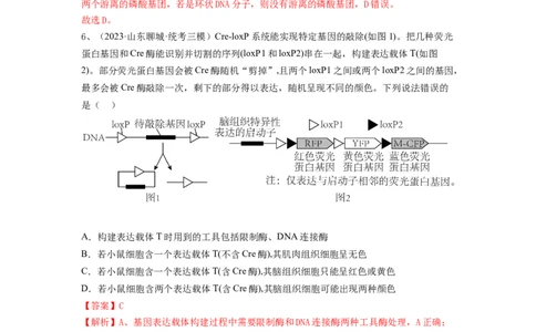 专题32基因工程（精练）（解析版）_2024年新高考资料_1.2024一轮复习_备战2024年高考生物一轮复习串讲精练（新高考专用）