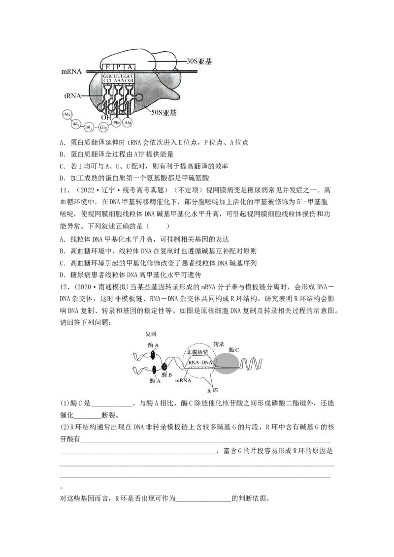 专题19基因的表达（精练）（原卷版）_2024年新高考资料_1.2024一轮复习_备战2024年高考生物一轮复习串讲精练（新高考专用）