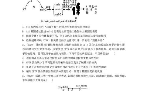 专题19基因的表达（精练）（原卷版）_2024年新高考资料_1.2024一轮复习_备战2024年高考生物一轮复习串讲精练（新高考专用）