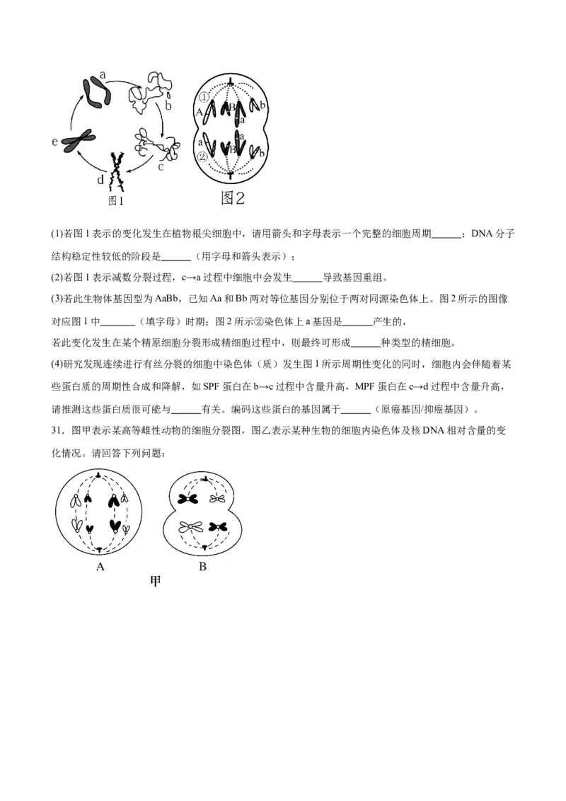 专题13减数分裂和受精作用（原卷版)_2024年新高考资料_3.2024专项复习_备战2024年高考生物一轮复习重难点专项突破_专题13减数分裂和受精作用