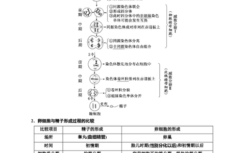 专题13减数分裂和受精作用（原卷版)_2024年新高考资料_3.2024专项复习_备战2024年高考生物一轮复习重难点专项突破_专题13减数分裂和受精作用
