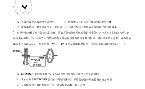 专题13减数分裂和受精作用（原卷版)_2024年新高考资料_3.2024专项复习_备战2024年高考生物一轮复习重难点专项突破_专题13减数分裂和受精作用
