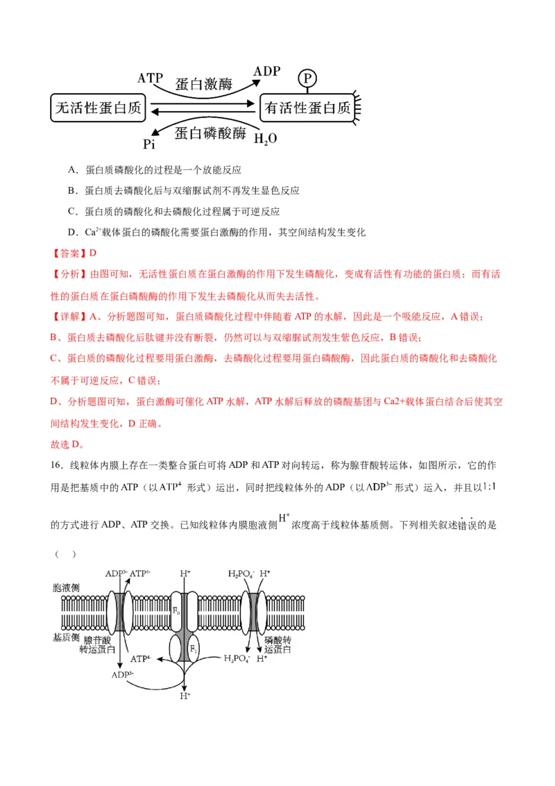 专题8酶和ATP（解析版)_2024年新高考资料_3.2024专项复习_备战2024年高考生物一轮复习重难点专项突破_专题08酶和ATP-备战2024年高考生物一轮复习重难点专项突破