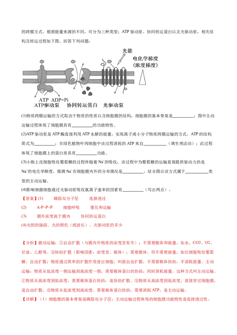 专题8酶和ATP（解析版)_2024年新高考资料_3.2024专项复习_备战2024年高考生物一轮复习重难点专项突破_专题08酶和ATP-备战2024年高考生物一轮复习重难点专项突破