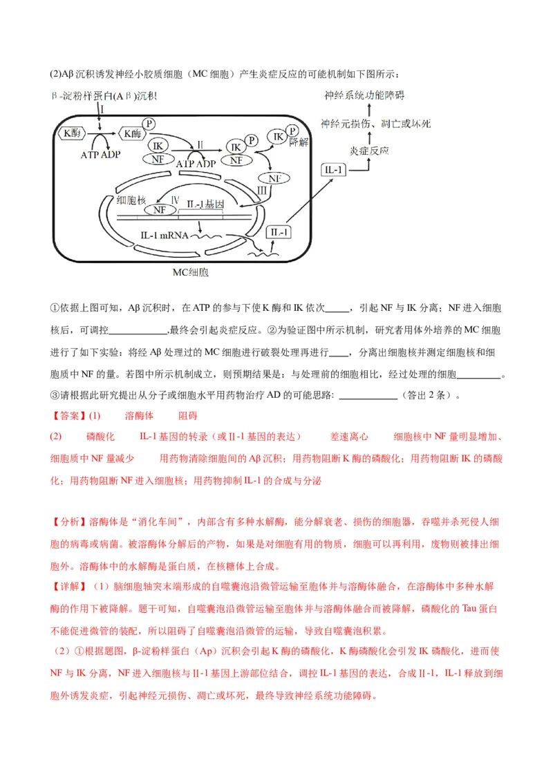 专题22基因的表达、基因与性状的关系（解析版)_2024年新高考资料_3.2024专项复习_备战2024年高考生物一轮复习重难点专项突破