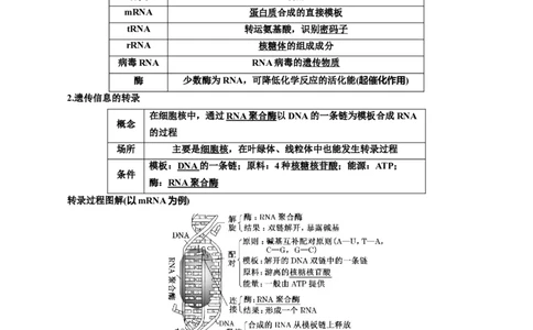 专题22基因的表达、基因与性状的关系（解析版)_2024年新高考资料_3.2024专项复习_备战2024年高考生物一轮复习重难点专项突破