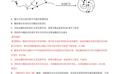 专题03酶与ATP（解析版）_2024年新高考资料_3.2024专项复习_备战2024年高考生物一轮复习重难点突破讲解与训练（新教材）