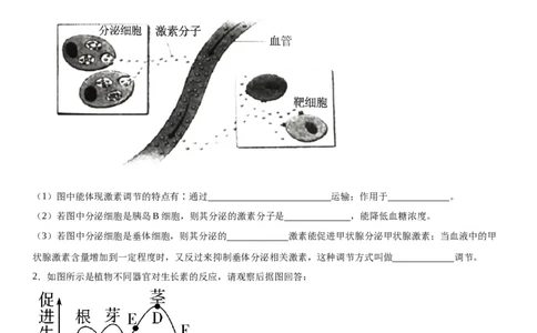 专题三稳态与调节（综合题特训）-2024年高考生物二轮复习专题训练（全国通用）（原卷版）_2024年新高考资料_2.2024二轮复习_2024年高考生物二轮复习专题训练（全国通用）