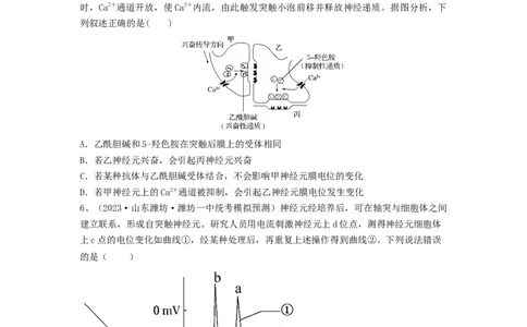 专题24神经调节（精练）（原卷版）_2024年新高考资料_1.2024一轮复习_备战2024年高考生物一轮复习串讲精练（新高考专用）