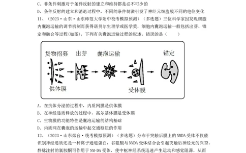专题24神经调节（精练）（原卷版）_2024年新高考资料_1.2024一轮复习_备战2024年高考生物一轮复习串讲精练（新高考专用）