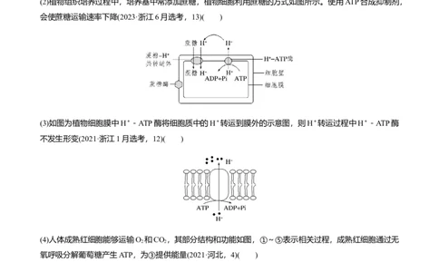 专题02高中生物考前必刷易错题（学生版）_2024年新高考资料_5.2024三轮冲刺_备战2024年高中生物考前必备锦囊（全国通用）