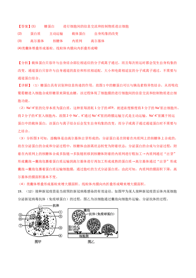 单元检测卷02细胞的结构、功能和物质运输（解析版）_2024年新高考资料_1.2024一轮复习_2024年高考生物一轮复习考点通关卷（新高考通用）