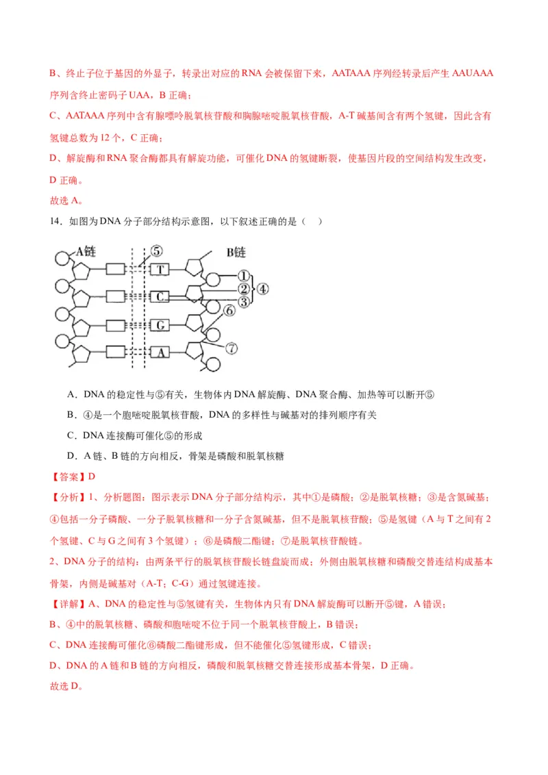 专题21DNA分子的结构、复制与基因的本质（解析版)_2024年新高考资料_3.2024专项复习_备战2024年高考生物一轮复习重难点专项突破