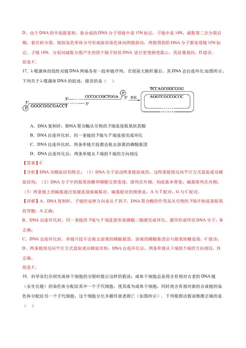 专题21DNA分子的结构、复制与基因的本质（解析版)_2024年新高考资料_3.2024专项复习_备战2024年高考生物一轮复习重难点专项突破