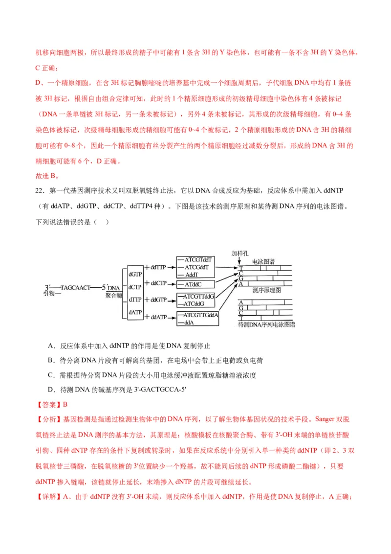 专题21DNA分子的结构、复制与基因的本质（解析版)_2024年新高考资料_3.2024专项复习_备战2024年高考生物一轮复习重难点专项突破