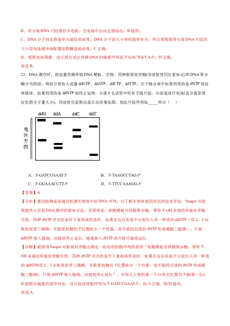 专题21DNA分子的结构、复制与基因的本质（解析版)_2024年新高考资料_3.2024专项复习_备战2024年高考生物一轮复习重难点专项突破