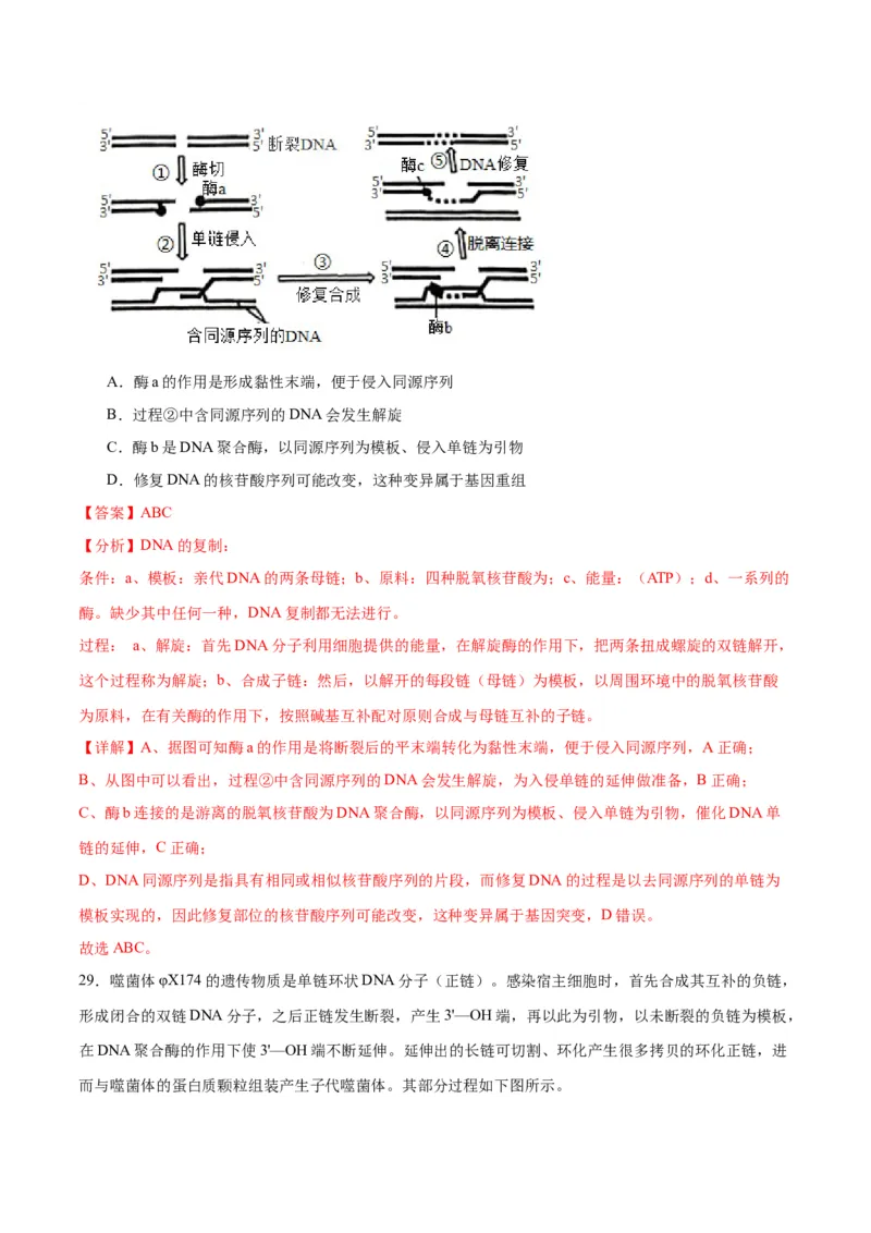 专题21DNA分子的结构、复制与基因的本质（解析版)_2024年新高考资料_3.2024专项复习_备战2024年高考生物一轮复习重难点专项突破