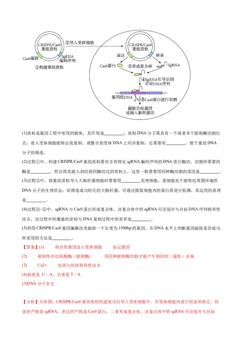专题21DNA分子的结构、复制与基因的本质（解析版)_2024年新高考资料_3.2024专项复习_备战2024年高考生物一轮复习重难点专项突破