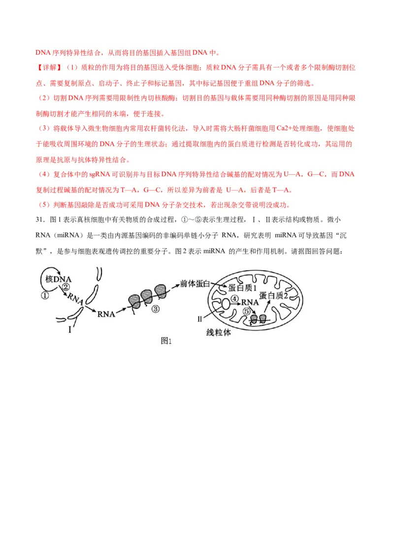 专题21DNA分子的结构、复制与基因的本质（解析版)_2024年新高考资料_3.2024专项复习_备战2024年高考生物一轮复习重难点专项突破