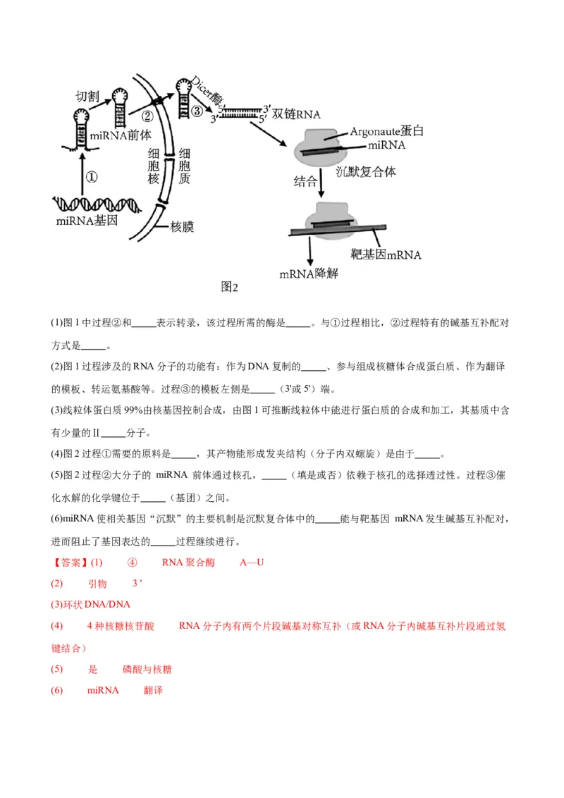 专题21DNA分子的结构、复制与基因的本质（解析版)_2024年新高考资料_3.2024专项复习_备战2024年高考生物一轮复习重难点专项突破