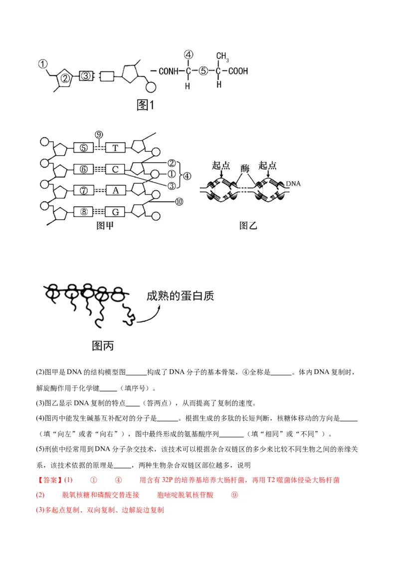 专题21DNA分子的结构、复制与基因的本质（解析版)_2024年新高考资料_3.2024专项复习_备战2024年高考生物一轮复习重难点专项突破