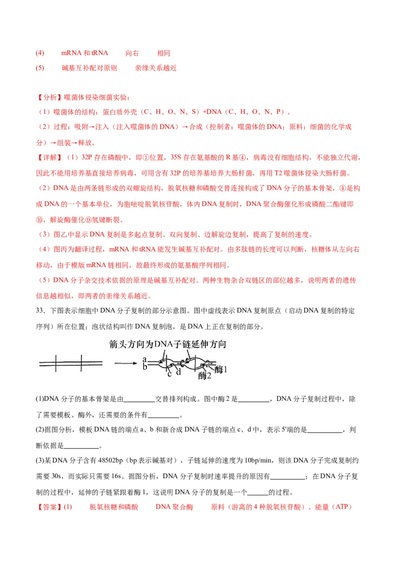 专题21DNA分子的结构、复制与基因的本质（解析版)_2024年新高考资料_3.2024专项复习_备战2024年高考生物一轮复习重难点专项突破