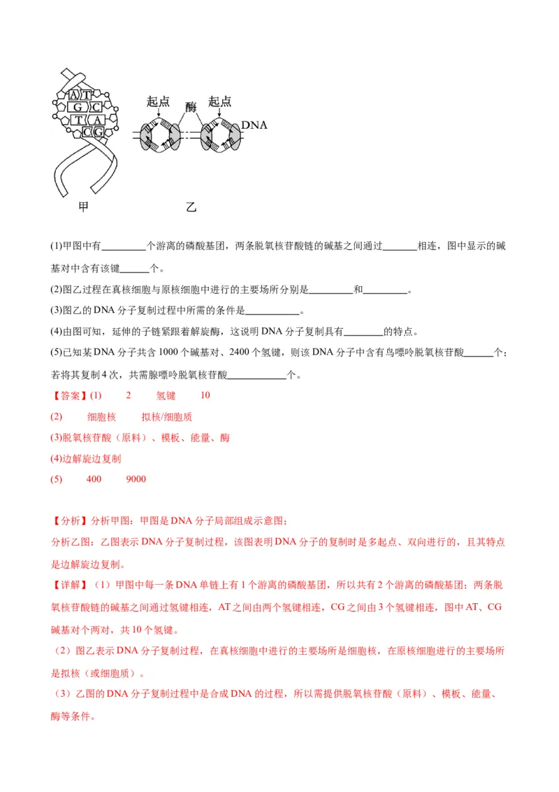 专题21DNA分子的结构、复制与基因的本质（解析版)_2024年新高考资料_3.2024专项复习_备战2024年高考生物一轮复习重难点专项突破