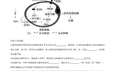 押广东卷第18题生命活动的调节（原卷版）_2024年新高考资料_5.2024三轮冲刺_备战2024年高考生物临考题号押题（广东专用）323137816