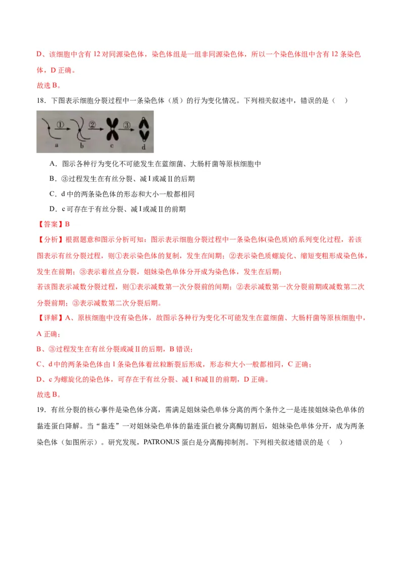 专题13减数分裂和受精作用（解析版)_2024年新高考资料_3.2024专项复习_备战2024年高考生物一轮复习重难点专项突破_专题13减数分裂和受精作用