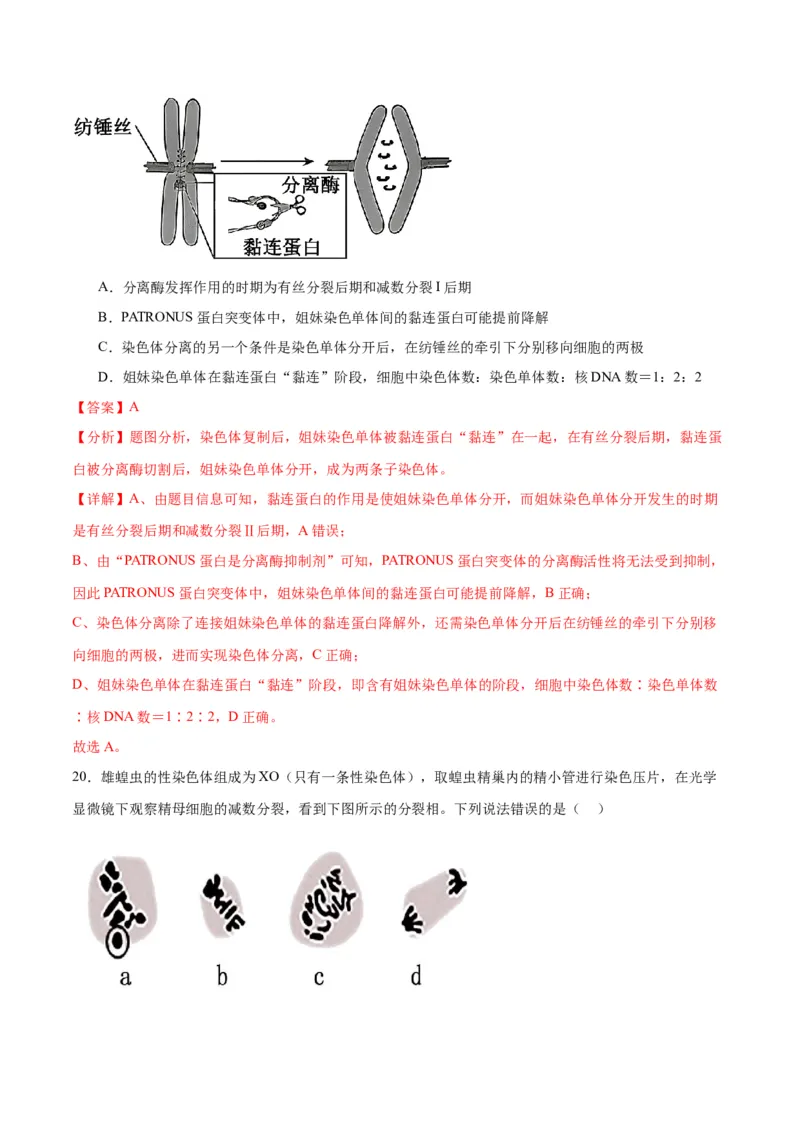 专题13减数分裂和受精作用（解析版)_2024年新高考资料_3.2024专项复习_备战2024年高考生物一轮复习重难点专项突破_专题13减数分裂和受精作用