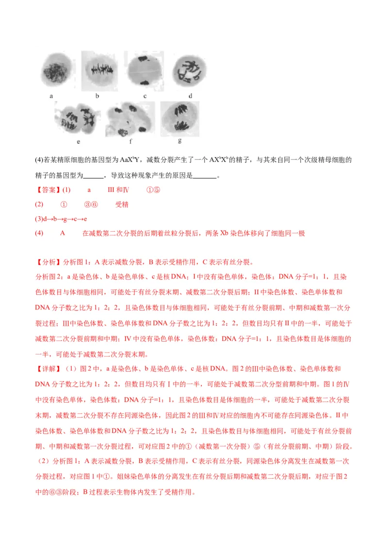 专题13减数分裂和受精作用（解析版)_2024年新高考资料_3.2024专项复习_备战2024年高考生物一轮复习重难点专项突破_专题13减数分裂和受精作用