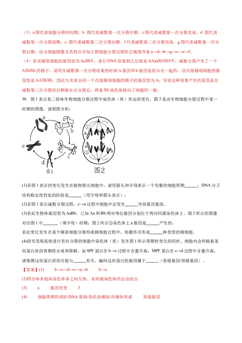 专题13减数分裂和受精作用（解析版)_2024年新高考资料_3.2024专项复习_备战2024年高考生物一轮复习重难点专项突破_专题13减数分裂和受精作用