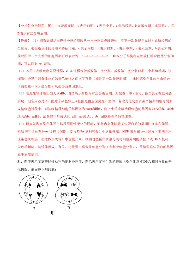 专题13减数分裂和受精作用（解析版)_2024年新高考资料_3.2024专项复习_备战2024年高考生物一轮复习重难点专项突破_专题13减数分裂和受精作用